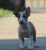 Foto №4. Ich werde verkaufen bullterrier in der Stadt Belgrad. züchter - preis - verhandelt