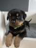 Foto №2 zu Ankündigung № 123493 zu verkaufen rottweiler - einkaufen Finnland quotient 	ankündigung, züchter