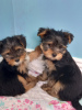 Foto №4. Ich werde verkaufen yorkshire terrier in der Stadt München. quotient 	ankündigung - preis - 246€