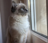 Foto №2 zu Ankündigung № 108943 zu verkaufen ragdoll-katze - einkaufen Deutschland quotient 	ankündigung, vom kindergarten, züchter