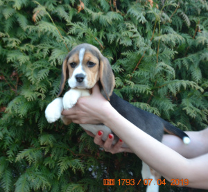 Foto №3. Beagle-Welpen vom Simonalend-Zwinger. Russische Föderation