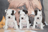 Zusätzliche Fotos: Amerikanischer Staffordshire Terrier