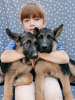 Foto №1. deutscher schäferhund - zum Verkauf in der Stadt Москва | 370€ | Ankündigung № 57264