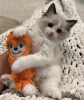 Foto №2 zu Ankündigung № 104315 zu verkaufen ragdoll-katze - einkaufen USA quotient 	ankündigung