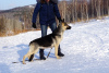 Foto №4. Ich werde verkaufen osteuropäischer schäferhund in der Stadt Tscheljabinsk. vom kindergarten - preis - 274€