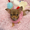 Foto №3. Chihuahua-Welpen zu verkaufen Business WhatsApp 37256348129. Finnland