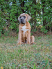 Foto №3. Cane Corso (FCI). Polen