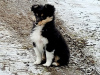 Foto №1. shetland sheepdog - zum Verkauf in der Stadt Riga | 1300€ | Ankündigung № 92002