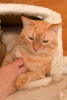 Foto №3. Die prächtige Katze Orange ist bereit, Ihr persönlicher Sonnenschein zu werden.. Russische Föderation
