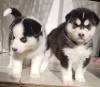 Foto №3. Atemberaubende reine Siberian Husky-Welpen. Niederlande