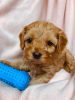 Foto №3. Wunderschöne Cavapoo-Welpen zur kostenlosen Adoption. Deutschland