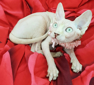 Foto №1. sphynx cat - zum Verkauf in der Stadt Kiew | 471€ | Ankündigung № 4170