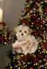 Foto №3. Maltipoo-Mädchen, Super-Mini, Mikro. Polen