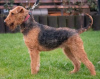 Foto №3. Airedale Terrier FCI. Polen