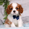 Foto №3. Beautiful Health Cavalier Puppies Business WhatsApp 37256062792. Finnland