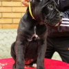 Foto №2 zu Ankündigung № 98898 zu verkaufen cane corso italiano - einkaufen Deutschland züchter