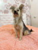 Foto №1. yorkshire terrier - zum Verkauf in der Stadt St. Petersburg | Frei | Ankündigung № 7852