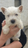 Foto №2 zu Ankündigung № 96958 zu verkaufen west highland white terrier - einkaufen Finnland quotient 	ankündigung