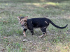 Foto №4. Ich werde verkaufen bengal katzenrasse in der Stadt Дрезден. quotient 	ankündigung, vom kindergarten, züchter - preis - verhandelt