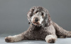 Foto №3. Tolle Labradoodle-Welpen stehen zur Adoption zur Verfügung. Deutschland