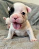 Zusätzliche Fotos: Entzückende französische Bulldoggenwelpen