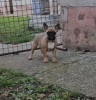 Foto №1. französische bulldogge - zum Verkauf in der Stadt Zrenjanin | verhandelt | Ankündigung № 77415