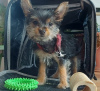 Foto №1. yorkshire terrier - zum Verkauf in der Stadt Virginia Beach | 379€ | Ankündigung № 101289
