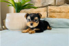 Foto №3. Teacup Yorkshire Terrier Welpe zur kostenlosen Adoption. Deutschland