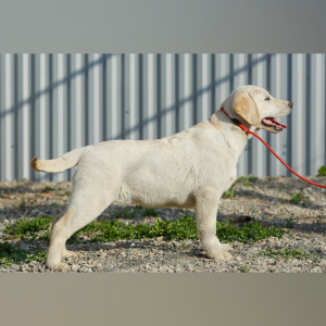 Foto №3. Labrador Retriever Welpen. Russische Föderation