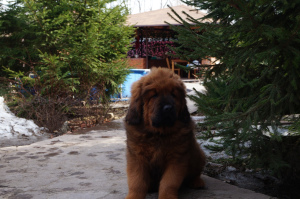 Foto №3. Tibetischer Mastiff. Welpen. Russische Föderation