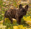 Foto №1. französische bulldogge - zum Verkauf in der Stadt Москва | 1200€ | Ankündigung № 16506