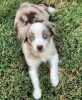 Foto №1. australian shepherd - zum Verkauf in der Stadt Мариямполе | 350€ | Ankündigung № 127614