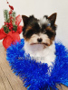 Foto №3. Mini-Biewer-Yorkshire-Terrier-Welpen. Baby-Gesichtsmaulkorb.. Georgien