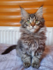 Foto №1. maine-coon-katze - zum Verkauf in der Stadt Kharkov | 403€ | Ankündigung № 13987