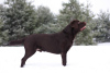Zusätzliche Fotos: Labrador Retriever Welpen mit gutem Stammbaum, Schokoladenfarbe.