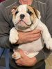 Zusätzliche Fotos: Englische Bulldogge