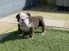 Foto №1. englische bulldogge - zum Verkauf in der Stadt Santa Fe Springs | 379€ | Ankündigung № 100201