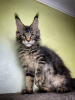 Foto №1. maine-coon-katze - zum Verkauf in der Stadt Xaveriberg | 379€ | Ankündigung № 97949