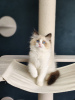 Foto №1. ragdoll-katze - zum Verkauf in der Stadt Bruges | Frei | Ankündigung № 127673