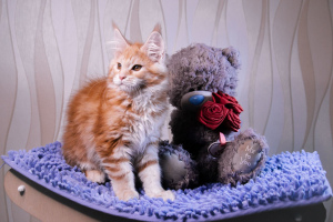 Foto №1. maine-coon-katze - zum Verkauf in der Stadt Minsk | 286€ | Ankündigung № 6130