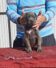 Foto №3. Cane corso. Serbien