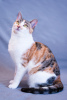 Zusätzliche Fotos: Die dreifarbige Katze Busya ist in guten Händen