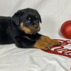 Foto №2 zu Ankündigung № 127090 zu verkaufen rottweiler - einkaufen Deutschland quotient 	ankündigung