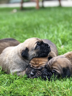 Zusätzliche Fotos: Verkauf von Welpen Cane Corso ersten Wurf