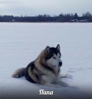 Zusätzliche Fotos: Rasse Alaskan Malamute