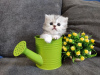 Zusätzliche Fotos: Verkauf von reinrassigen Kätzchen aus der Cattery