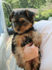 Foto №2 zu Ankündigung № 117510 zu verkaufen yorkshire terrier - einkaufen Italien quotient 	ankündigung