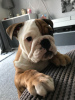 Foto №1. englische bulldogge - zum Verkauf in der Stadt Getafe | 450€ | Ankündigung № 118671