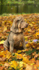 Foto №2 zu Ankündigung № 13374 zu verkaufen shar-pei - einkaufen Russische Föderation quotient 	ankündigung