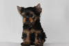 Foto №2 zu Ankündigung № 11271 zu verkaufen yorkshire terrier - einkaufen Weißrussland züchter